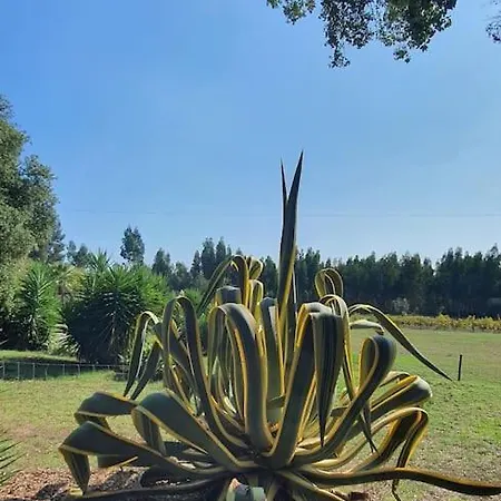 Quinta Flores Lägenhet Ferreira do Zêzere