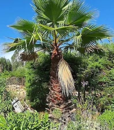 Quinta Flores Ferreira do Zêzere