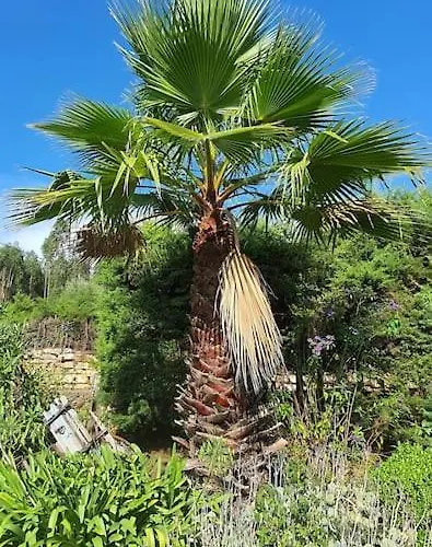 Quinta Flores Ferreira do Zêzere